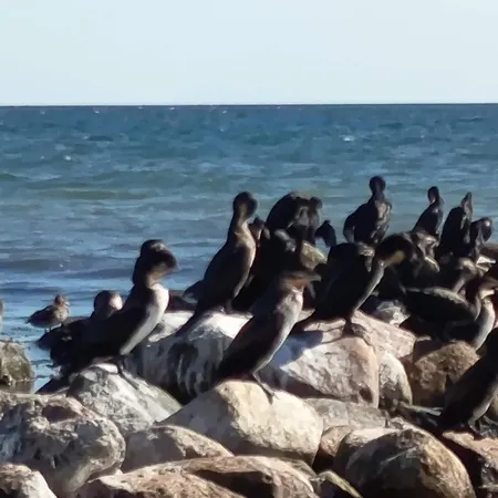 Gaestehaus Zur Seemoewe, 3 